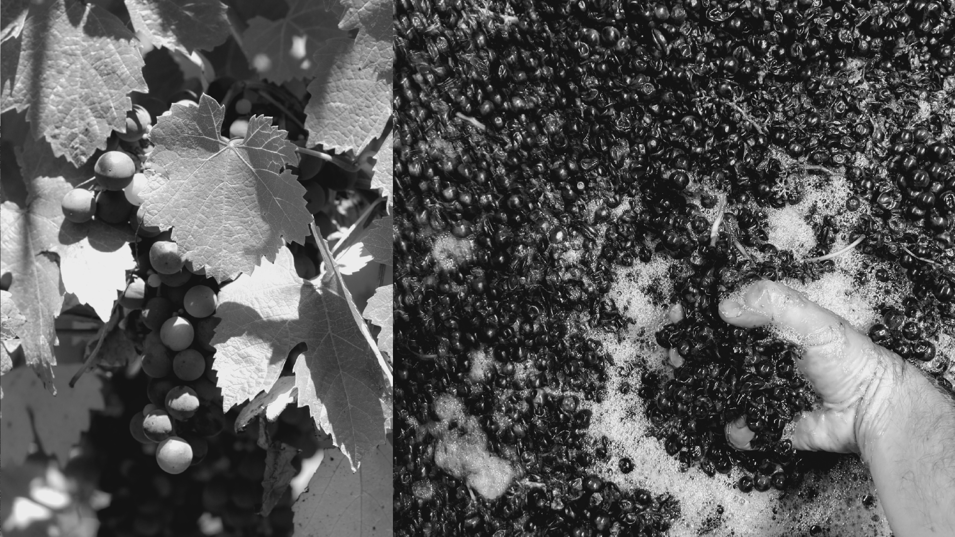 Black and White image banner. Two images are featured. Left: Grape vine with leaves and a bunch of grapes hanging. Right: A hand holding a handful of grapes during the wine making process.