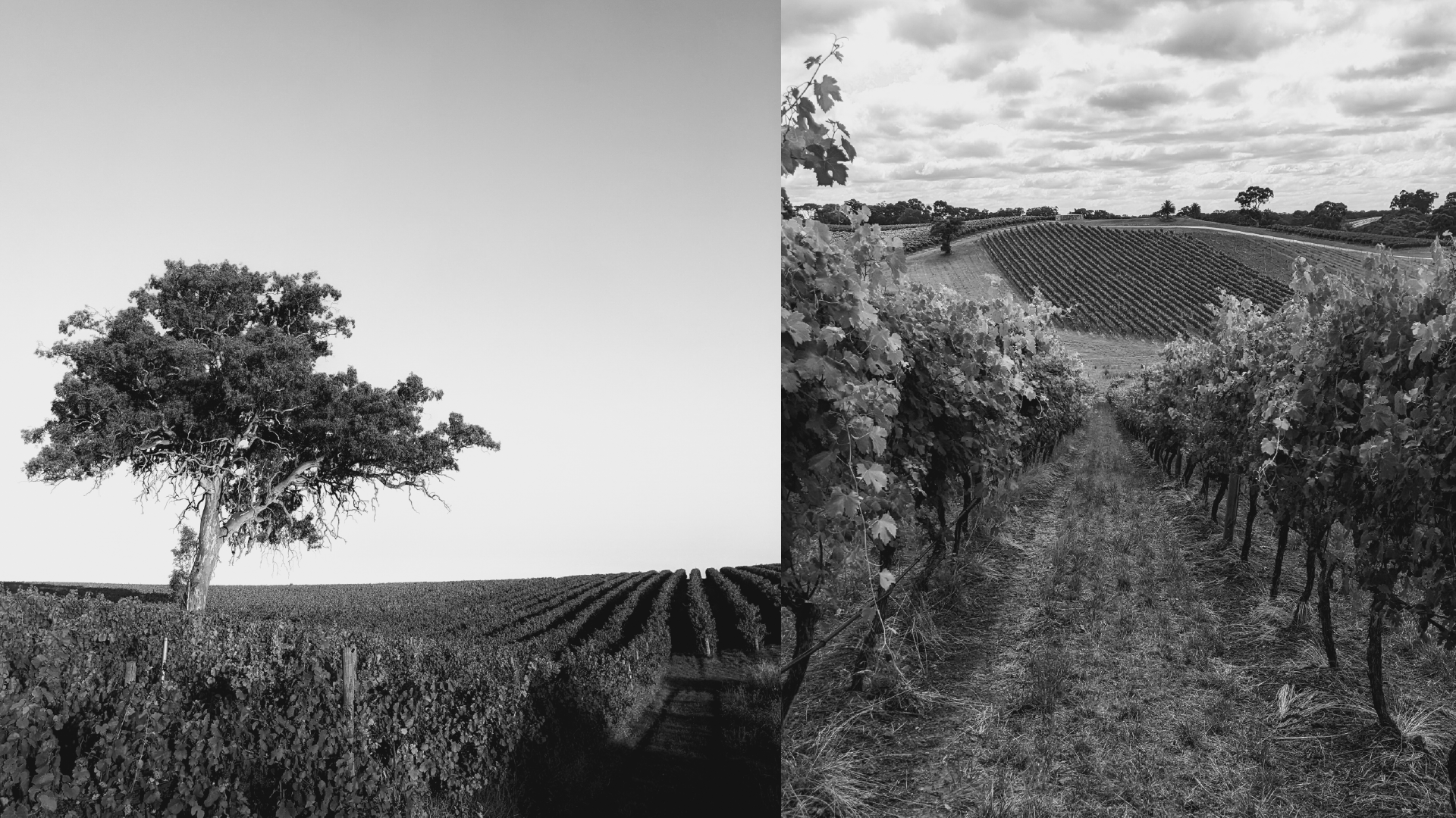 Black & white banner image. Left: Vineyard with large gumtree and clear sky. Right: Looking down between two rows of vines. In the distance another vineyard can be seen.